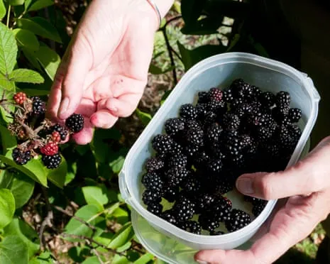 Seeking: Delicious Pastries to Utilize a Glut of Homemade Jam